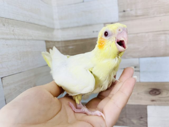 オカメインコ