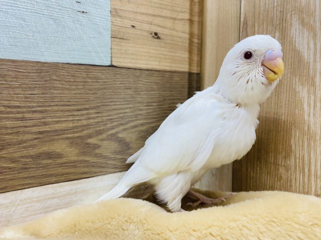 セキセイインコ