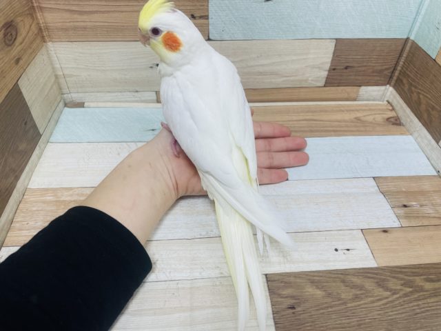 オカメインコ