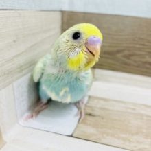 可愛すぎるんですけど！？セキセイインコヒナ(パステルレインボースパングル)