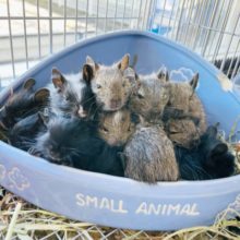 男の子の天使たちが誕生しました♥️デグーくんたち！