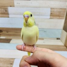 淡いキレイカラー♪セキセイインコ(クリームパイド)☆