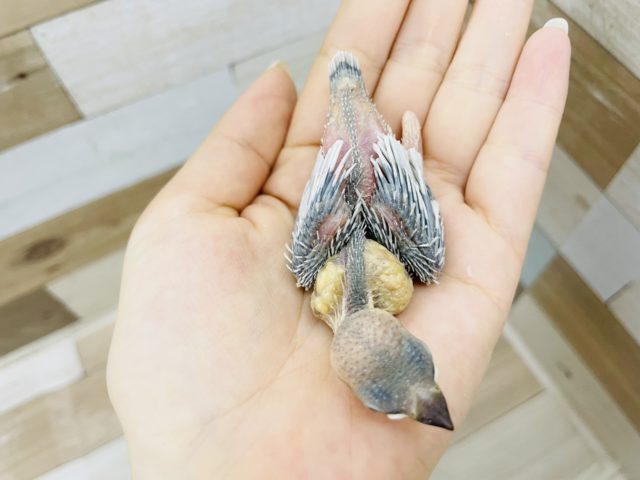 シルバー文鳥