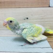 人気カラーですよね〜 セキセイインコ パステルレインボー スパングル！！