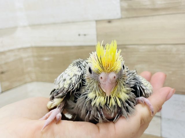 オカメインコ