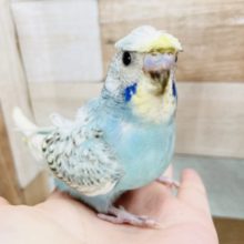 超ホヤホヤ最新画像☆控えめくるんっ♪羽衣セキセイ