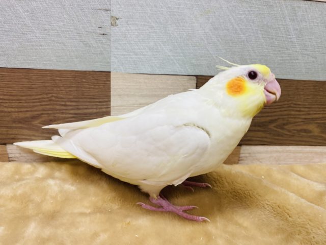 人気のカラー⭐︎オレンジ色のほっぺが可愛いオカメインコルチノー