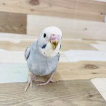 誰よりも食いしん坊✨セキセイインコヒナ(オパーリン)