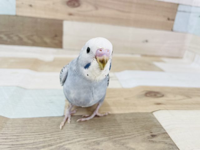 誰よりも食いしん坊✨セキセイインコヒナ(オパーリン)