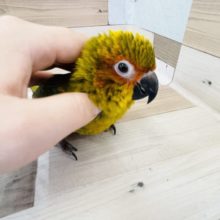 後退りするけど甘えん坊♥️コガネメキシコインコヒナ！