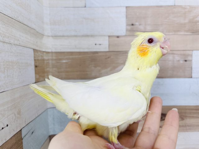 オカメインコ