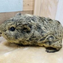 丸々している男の子！テッセルモルモット！