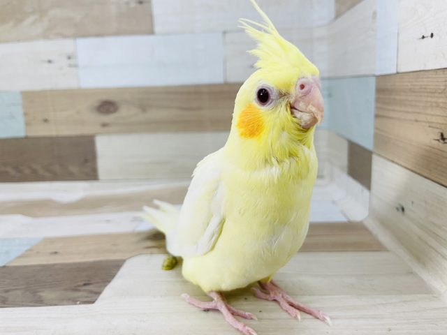 オカメインコ