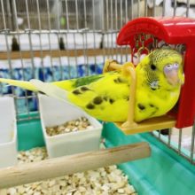 あのぉ〜使い方間違ってますよ？かきかき大好き♥️セキセイインコ(ハルクイン)