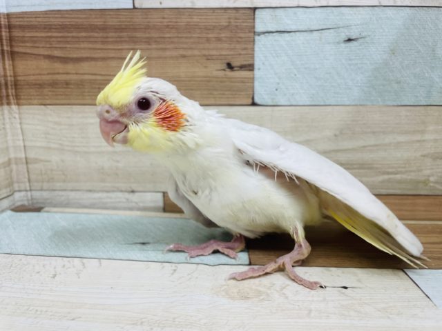 オレンジほっぺが可愛い♡オカメインコルチノーカラー！！