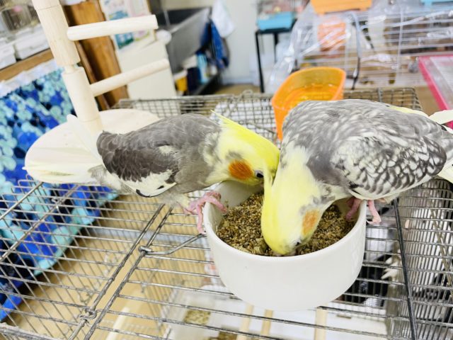 オカメインコ