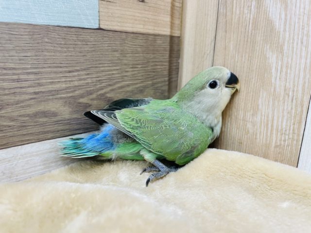 コザクラインコ（小桜インコ）