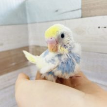 綺麗さにうっとり♥セキセイインコヒナ(パステルレインボーパイド)