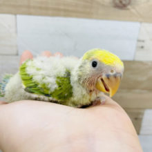 わた毛の全身タイツ！？コザクラインコヒナ(タイガーチェリー)