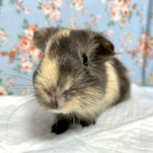モルモット  長毛系   男の子  ブラウン×ベージュ   11/17