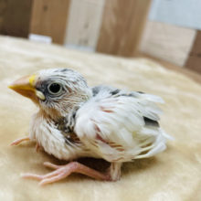 美白な文鳥さん☆白文鳥のヒナ！