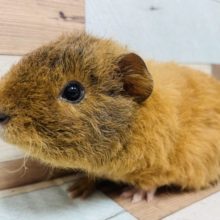 もふもふフワフワ♡テディモルモット！！！！！