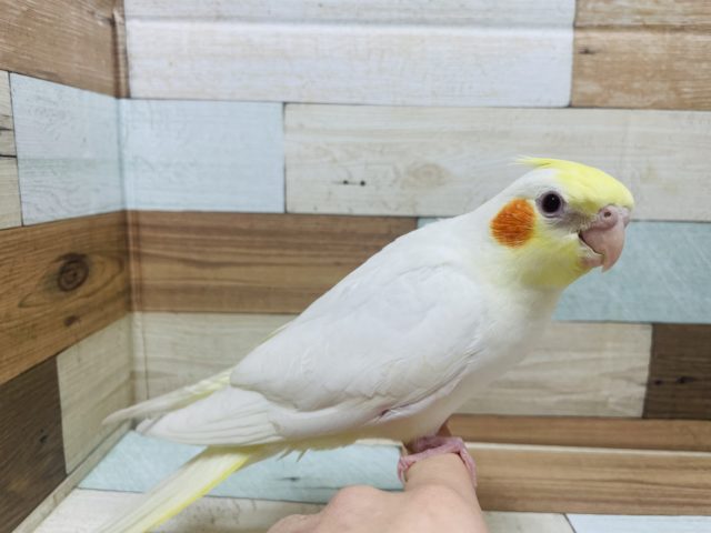 オカメインコ