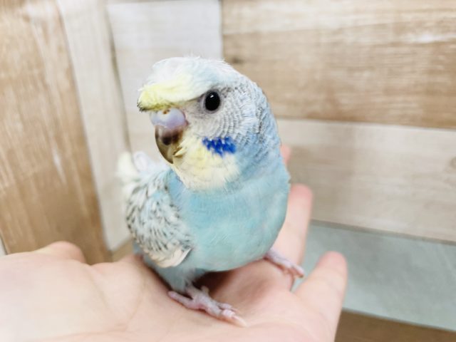 羽衣セキセイインコ