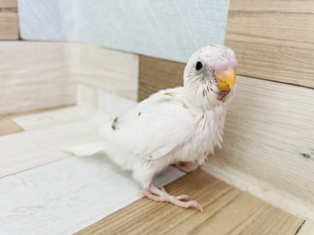 ほぼ白！？セキセイインコヒナ(ハルクイン)