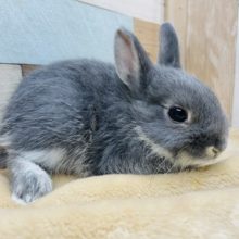 おっとり顔のネザーランドドワーフブルーオターカラーの男の子！