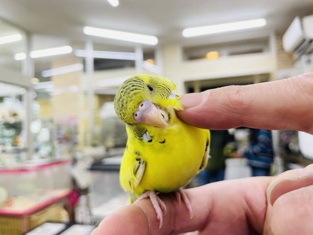 セキセイインコ