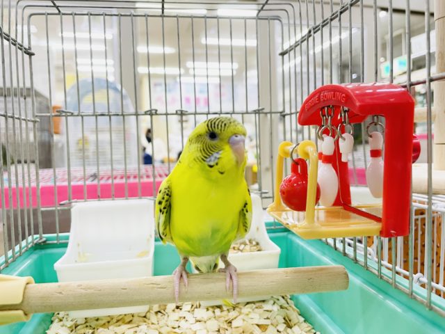 セキセイインコ