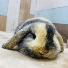 世界に1羽だけの模様！ロップイヤーラビットトーティカラーの女の子！