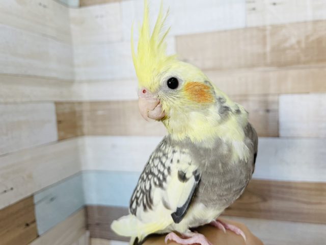 オカメインコ