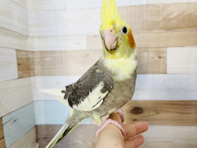 オカメインコ