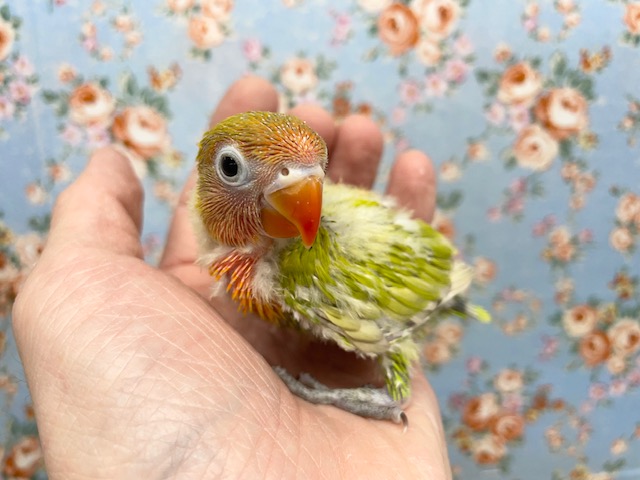 ヤマブキボタンインコ