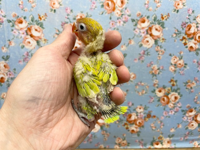 ヤマブキボタンインコ