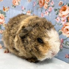 テッセルモルモット　男の子　２０２１年１０月生まれ