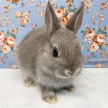 ネザーランドドワーフラビット（グレー系）女の子　２０２１年１０月生まれ