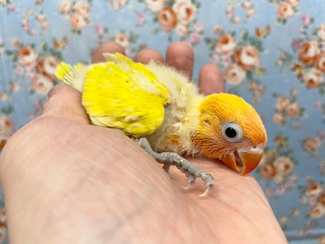 ヤマブキボタンインコ