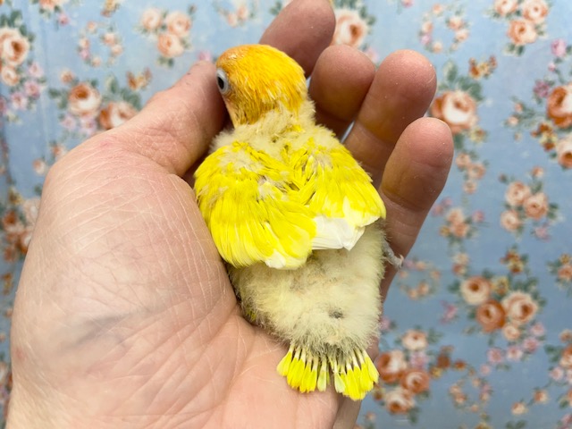 ヤマブキボタンインコ