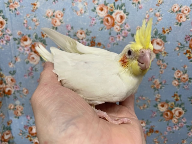 オカメインコ