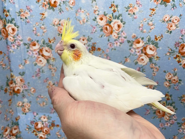 オカメインコ