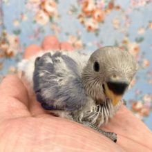 小桜インコ（ブルーオパーリン）　２０２１年１０月生まれ