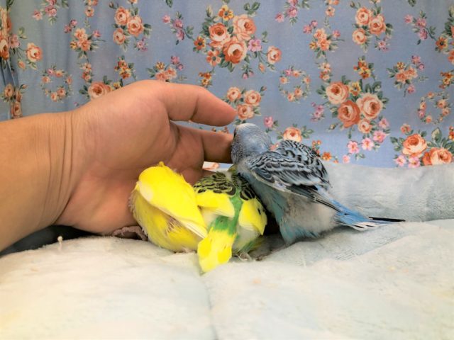 セキセイインコ