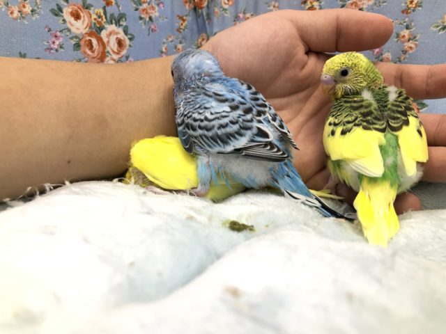 セキセイインコ