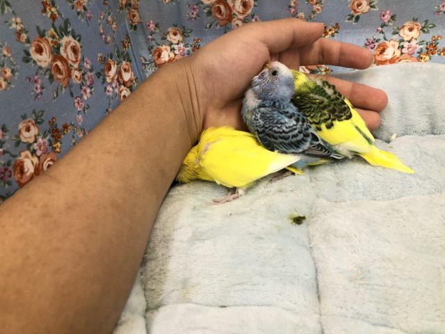 セキセイインコ