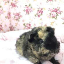 チリチリ　おめめはどこ？  １１／６撮影