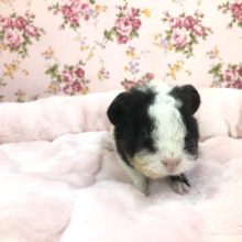 三毛色モル　　１１／６撮影