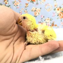 黄色い体に真っ赤な頭　１１／９撮影